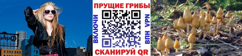Псилоцибиновые грибы Cubensis  Далматово 